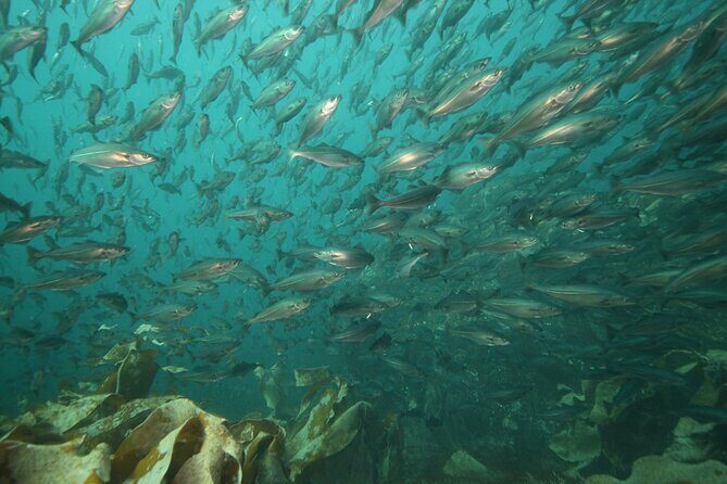 Lofoten Unique Snorkeling Experience in Dry Suit - Final Thoughts: Who Should Consider This?
