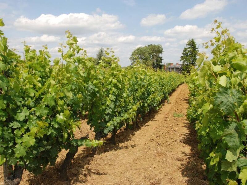 Loire Valley Tour & Wine Tasting Vouvray, Chinon, Bourgueil - Practical Details