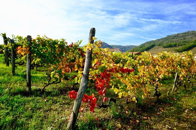 Loire Valley Wine Half Day Tour in Vouvray - Exploring the Vouvray Wine Tour in Detail