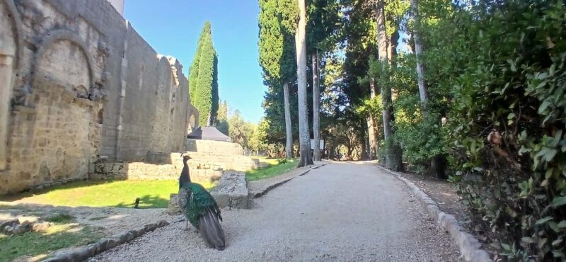 Lokrum Island Scenic Hike: History, Nature & Stories - A Detailed Look at the Lokrum Island Scenic Hike