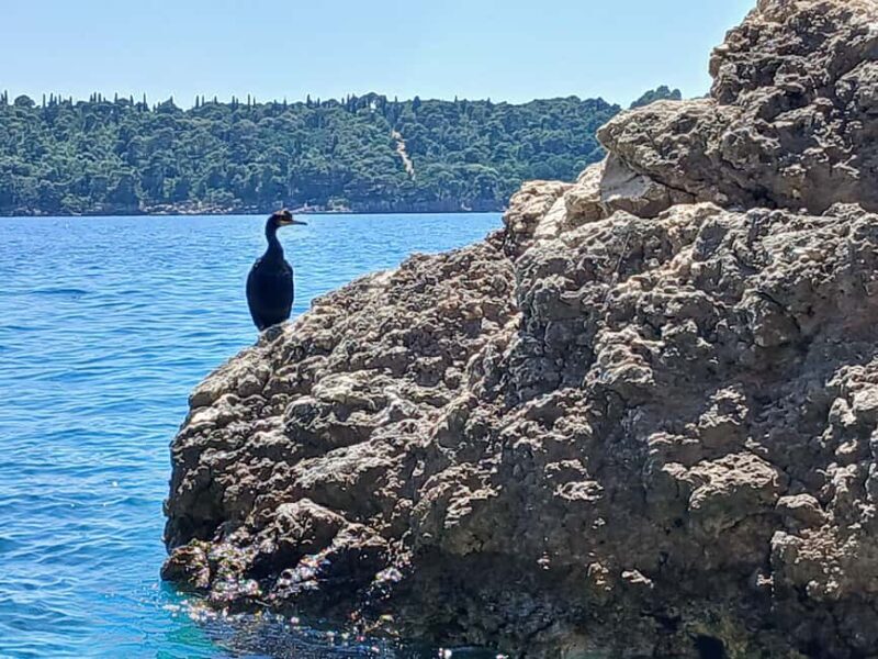 Lokrum Island Scenic Hike: History, Nature & Stories - Encountering the Peacocks and Gardens