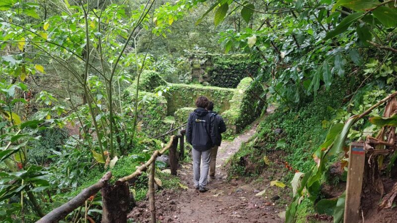 Lomba de São Pedro: Waterfall Hiking Tour with Tea Tasting - Key Points