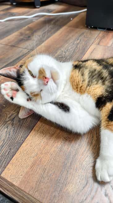 London Cat Cafe: Cat Lounge Entry Ticket - Introduction