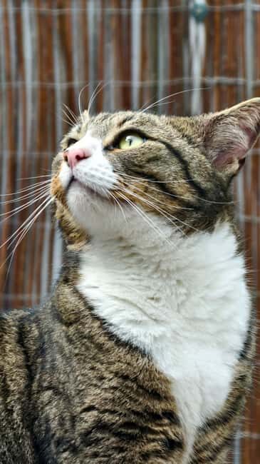 London Cat Cafe: Cat Lounge Entry Ticket - What to Expect During Your Visit