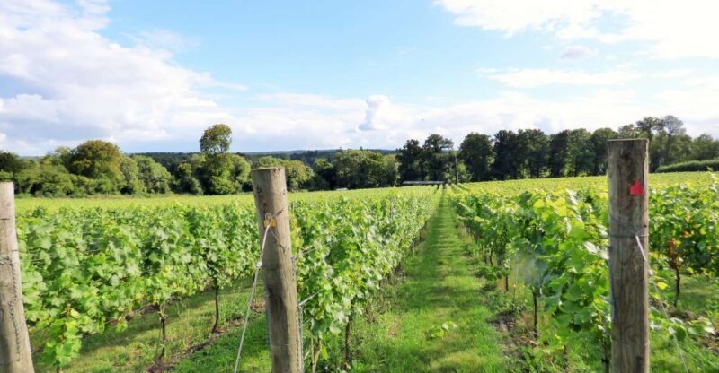 London: Full-Day English Wine Tour with Lunch - Exploring the Full-Day English Wine Tour: What’s in Store?