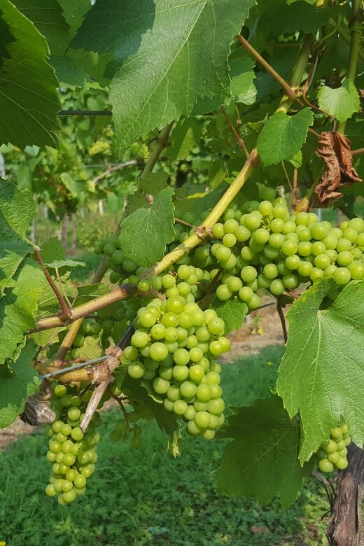 London: Full-Day English Wine Tour with Lunch - How This Tour Compares to Other Experiences