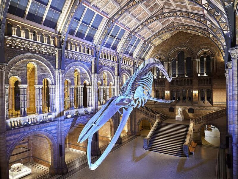 London: Guided Exploration at the Museum of Natural History - Key Points
