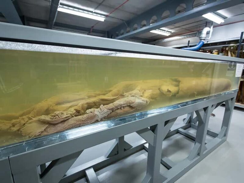 London: Guided Exploration at the Museum of Natural History - FAQ