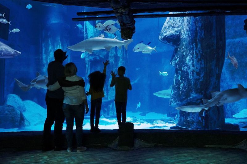 London: Madame Tussauds, London Eye & SEA LIFE Combo Ticket - SEA LIFE London: 14 themed zones across 3 floors