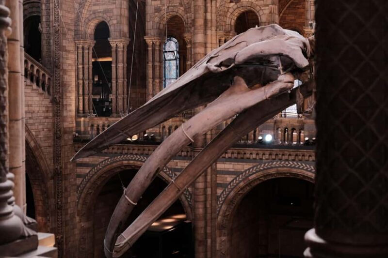 London: Natural History Museum Guided Tour - Key Points