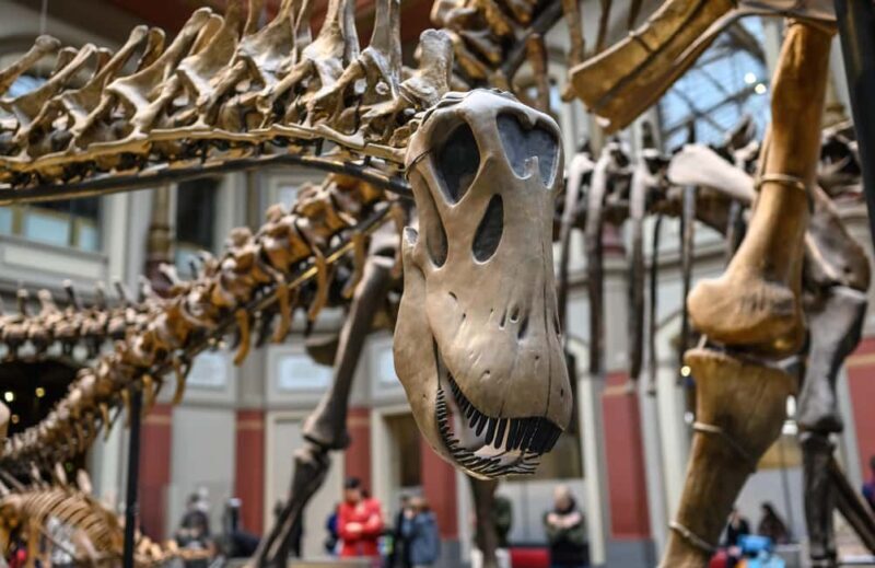 London: Natural History Museum Guided Tour - What to Expect from the Guided Tour