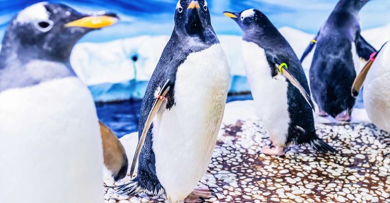 London: SEA LIFE Entry Ticket - The tropical ocean zone: your first big wow