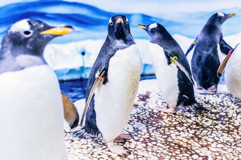 London: SEA LIFE Entry Ticket - Ice Adventure and Gentoo penguins