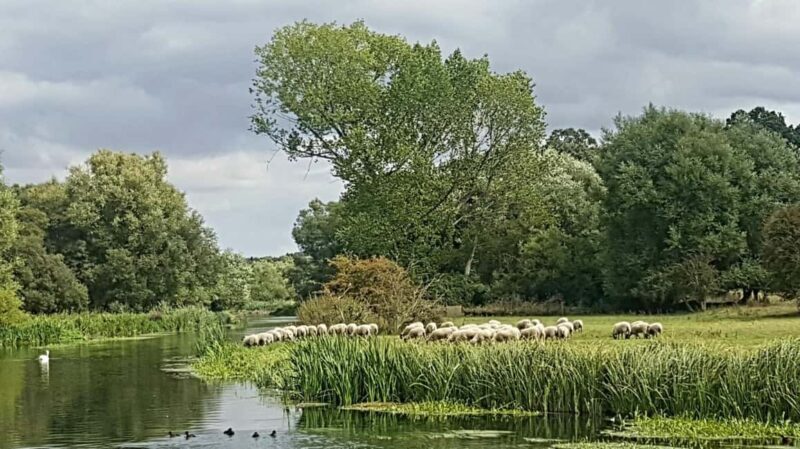 London: Stonehenge, Salisbury Market, and Avebury Day Tour - A Deep Dive into the Tour Experience