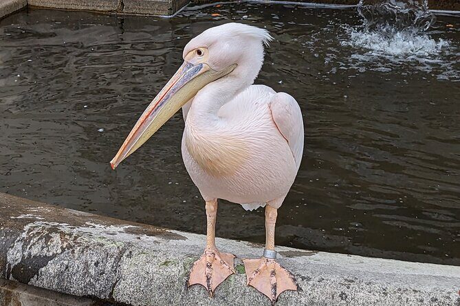 LONDON Westminster 25 TOP SITES small groups walking Tour - The Experience: What Travelers Say