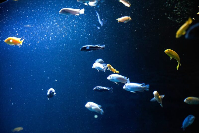 London Zoo: Entry Ticket - Final Thoughts: Is London Zoo Worth It?