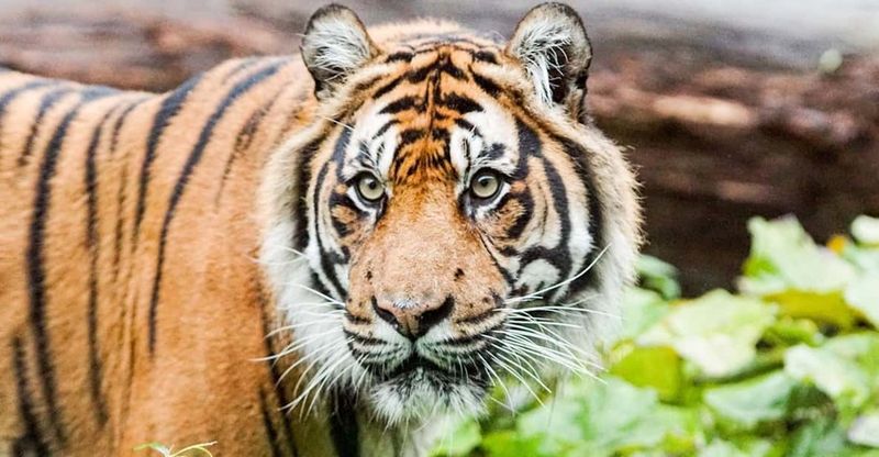 London Zoo: Entry Ticket - How long should you plan? A real-world time estimate