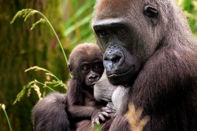 London Zoo Entry Ticket - Exploring the Itinerary and Experience