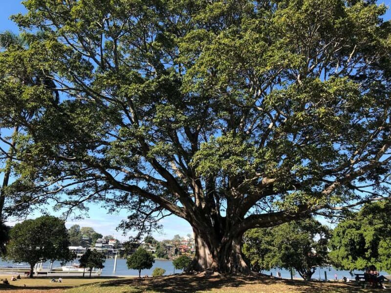 Lone Pine and Brisbane City Highlights - Final Thoughts: Is This Tour Right for You?