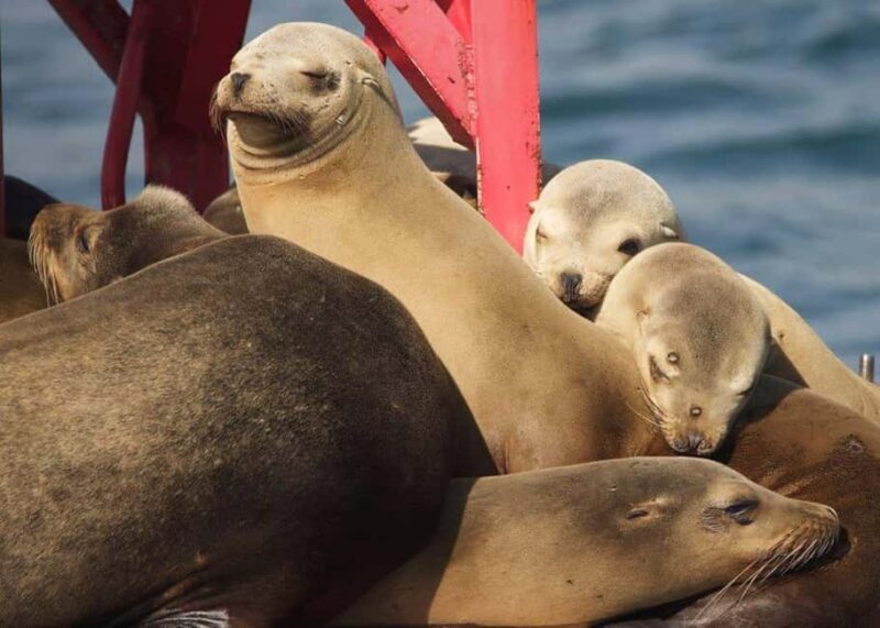 Long Beach: Sightseeing Harbor Cruise - Key Points