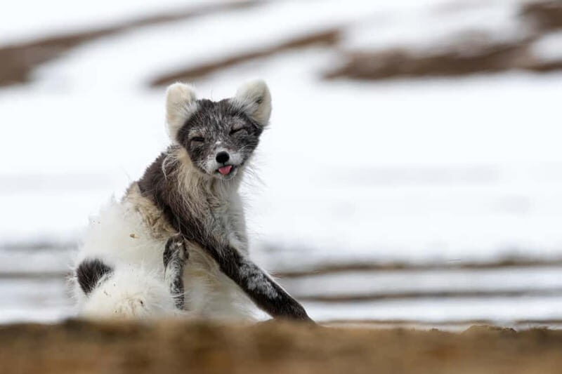 Longyearbyen: Wildlife Safari & Hiking Photography Tour - Exploring the Wilderness of Svalbard: A Review of the Longyearbyen Wildlife Safari & Hiking Photography Tour