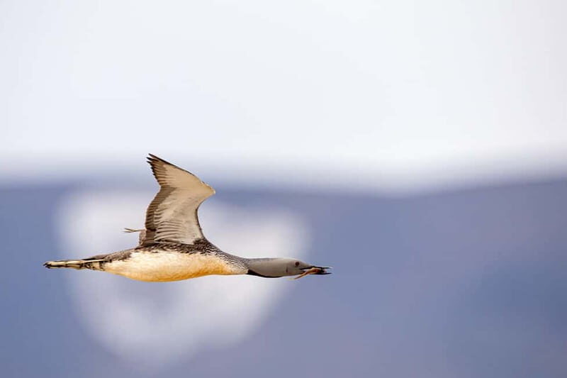 Longyearbyen: Wildlife Safari & Hiking Photography Tour - Key Points