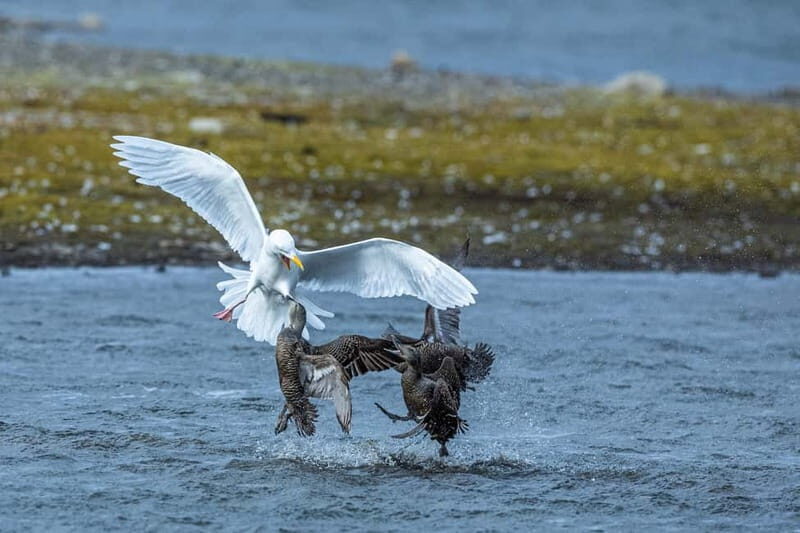 Longyearbyen: Wildlife Safari & Hiking Photography Tour - The Wildlife and Landscape You’ll Encounter