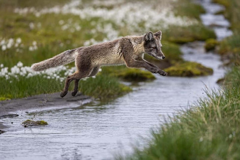 Longyearbyen: Wildlife Safari & Hiking Photography Tour - The Practical Side: What’s Included and What to Bring