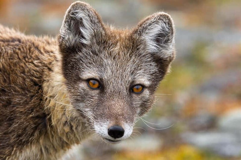 Longyearbyen: Wildlife Safari & Hiking Photography Tour - FAQ