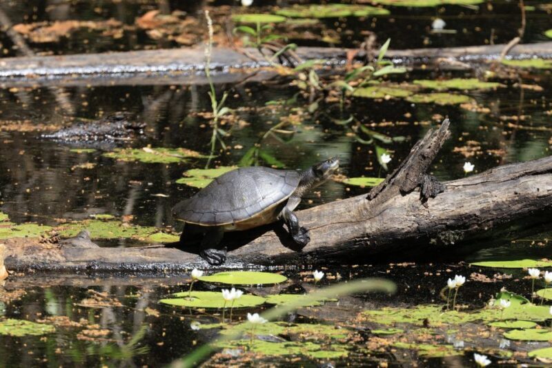 LookAbout Darwin Wetlands Wildlife Premium Tour Max 6 Guests - What’s Included and How It Adds to Value