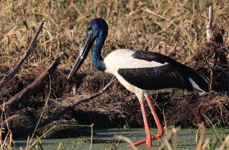 LookAbout Darwin Wetlands Wildlife Premium Tour Max 6 Guests - Practical Considerations and Tips