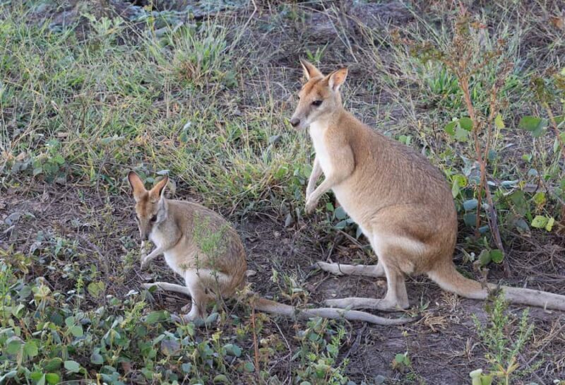 LookAbout Darwin Wetlands Wildlife Premium Tour Max 6 Guests - FAQ