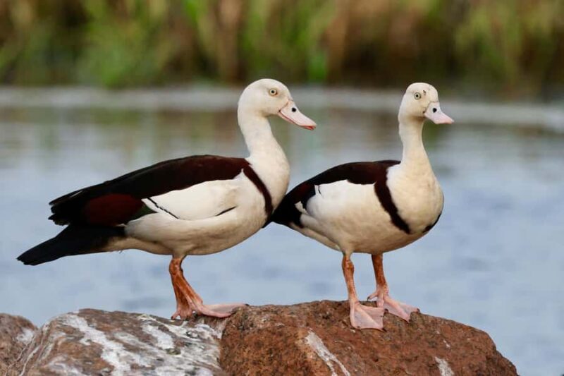 LookAbout Darwin Wetlands Wildlife Premium Tour Max 6 Guests - Final Words