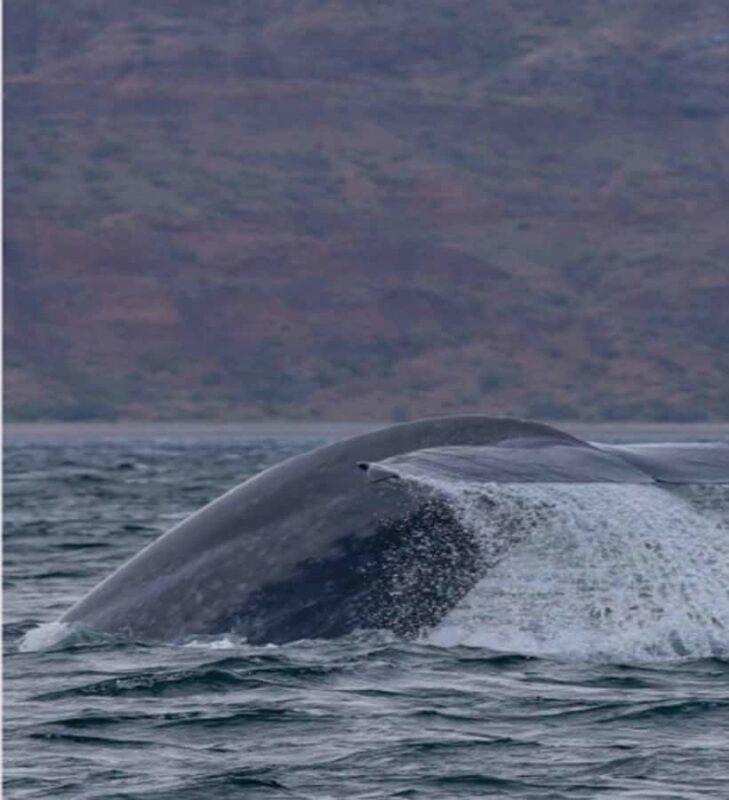 Loreto: Whale Watching Cruise with Transfers and Lunch - An In-Depth Look at the Loreto Whale Watching Tour