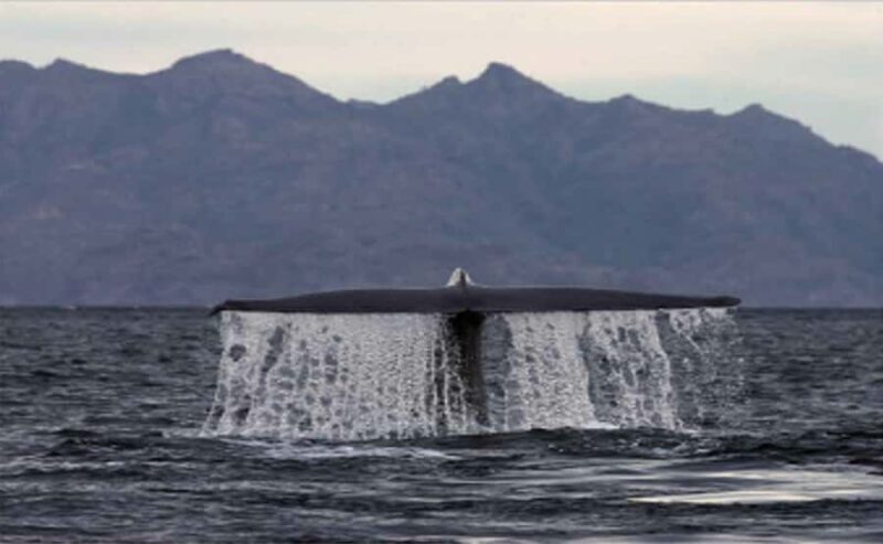 Loreto: Whale Watching Cruise with Transfers and Lunch - FAQ