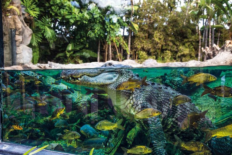 Loro Parque and Siam Park Combined Admission Tickets - Loro Parque day plan: how to structure your day without rushing