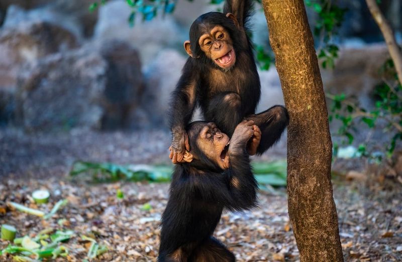 Loro Parque and Siam Park Combined Admission Tickets - Water-ride limits: know the weight rules before you wait in line