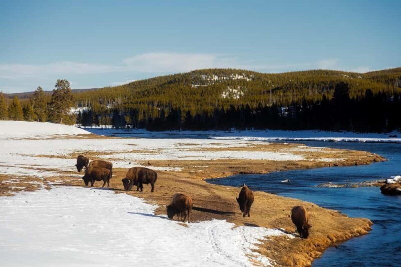 Los Angeles: 7-Day Small Group Yellowstone Tour Round Trip - Who Is This Tour Best For?