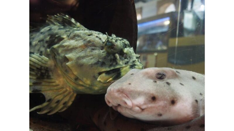 Los Angeles: Heal The Bay Aquarium in Santa Monica - Practical Details and Value