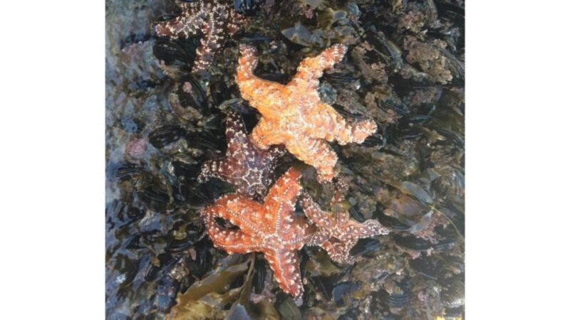 Los Angeles: Heal The Bay Aquarium in Santa Monica - Who Will Love This?