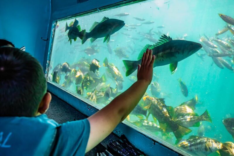 Los Angeles: Redondo Beach Glass Bottom Boat Cruise - Who Will Love This Experience?