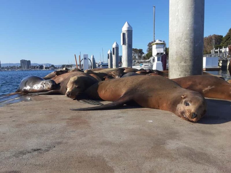 Los Angeles: Sunset Sailing - An In-Depth Look at Sunset Sailing in LA