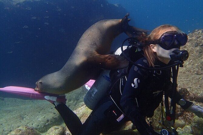 Los Cabos 1 tank dive to Lands End (Certified Divers) - Who Should Consider This Tour?