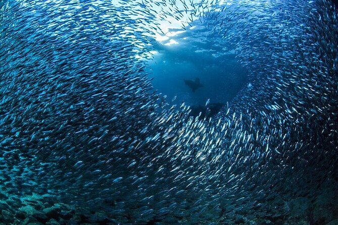 Los Cabos 1 tank dive to Lands End (Certified Divers) - FAQs About the Los Cabos 1 Tank Dive to Lands End