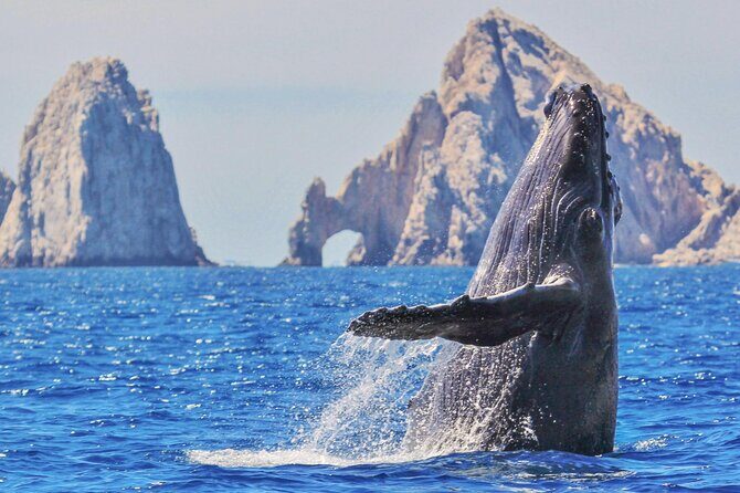 Los Cabos All Included Whale Watching Experience - Key Points