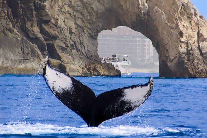 Los Cabos All Included Whale Watching Experience - Final Thoughts