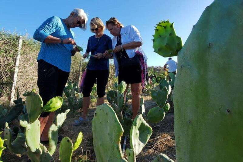 Los Cabos: Azteca Cactus Taco Farm to Table Cooking Class - Authentic Experiences Backed by Glowing Reviews