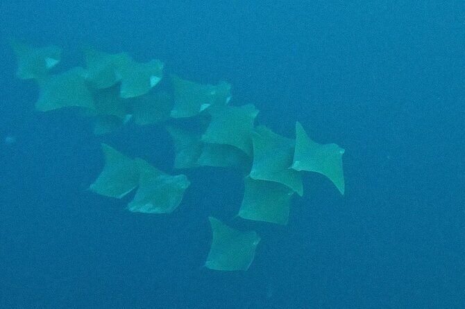 Los Cabos Beginner Scuba Dive Experience - Who Is This Tour Best For?