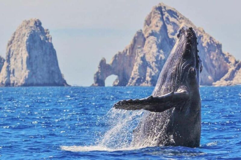 Los Cabos: Catamaran Whale Watching Cruise - Setting the Scene: What to Expect