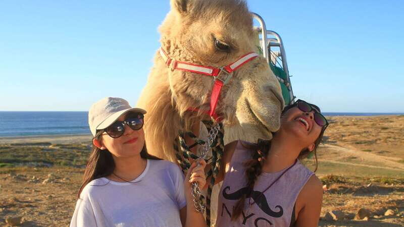 Los Cabos: Desert & Sea Camel Safari Tour with Lunch - Who Would Love This Tour?